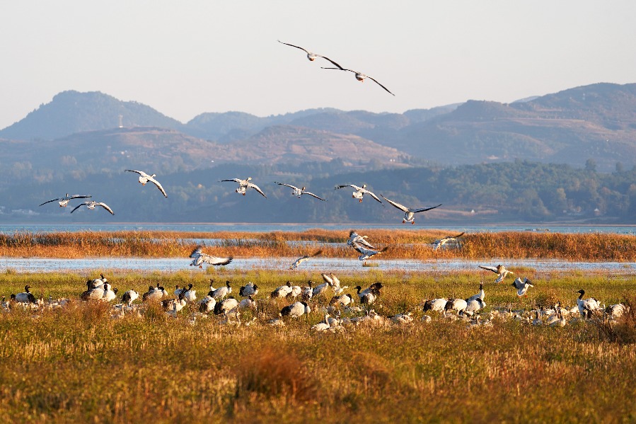 Black-necked cranes return to Guizhou's Caohai reserve for winter