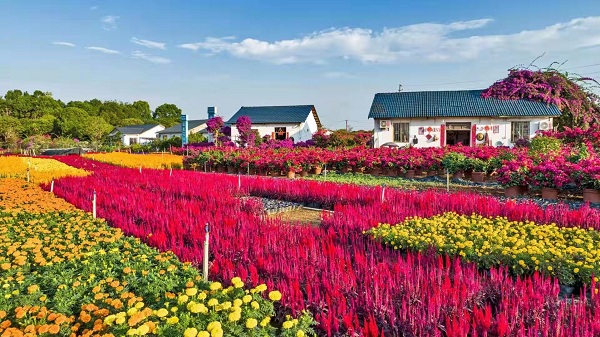 Guilin blooms: Flower trade fair draws throngs of visitors