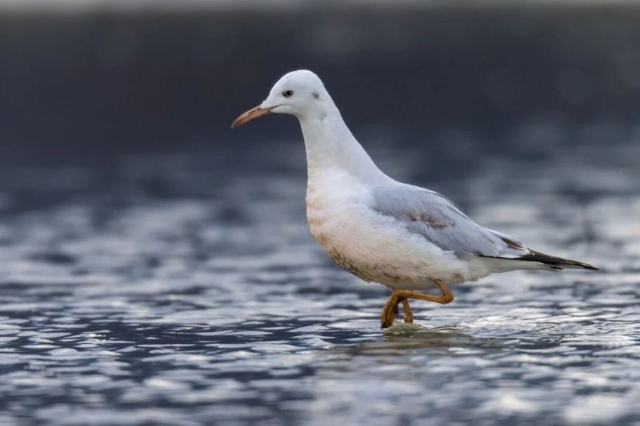 Two rare bird species spotted at Yunnan's Napahai Lake