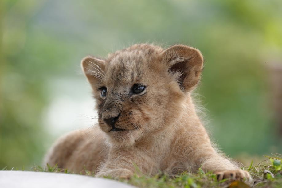 Five African lion cubs make debut at Chongqing theme park