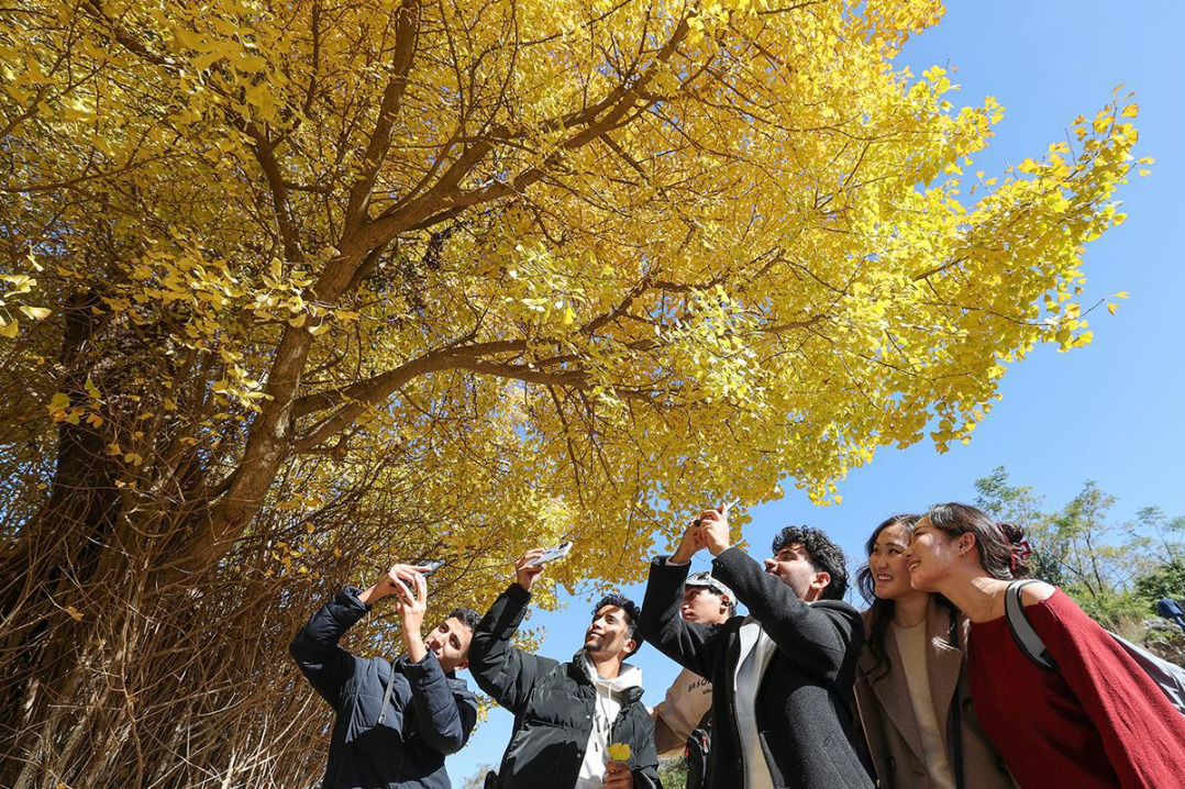 Ming Dynasty ginkgo tree draws crowds in Hunan