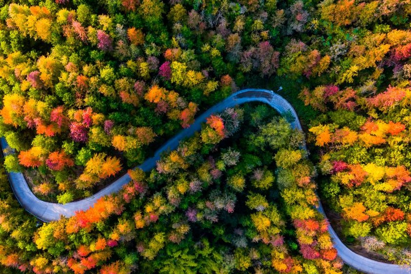 Colorful forest in Chongqing village creates tapestry of autumn color
