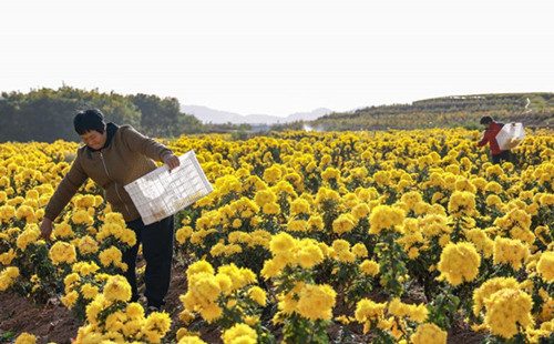 Golden chrysanthemums harvest begins in Quzhou