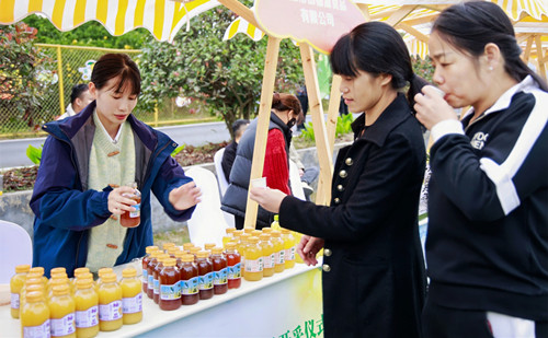 Quzhou's tangelo cultivation brings bountiful harvest