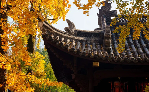 Ginkgo trees adorn Quzhou with golden splendor
