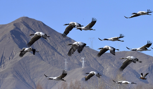 Winter brings black-necked cranes to Lhundrub county, Xizang