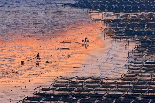 Ningbo comes alive with harvest season energy