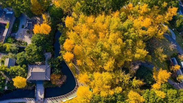 Golden ginkgo season arrives in Ningbo