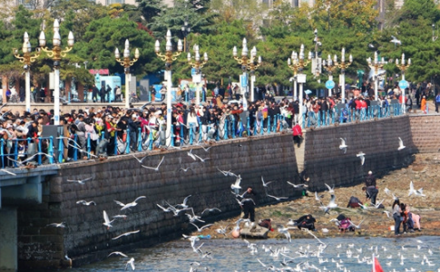 Seagulls dance over Qingdao's winter sea