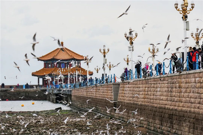 Qingdao launches winter sea gull season to boost tourism