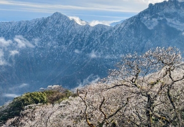 Rime coats red leaves on Guizhou's Fanjing Mountain