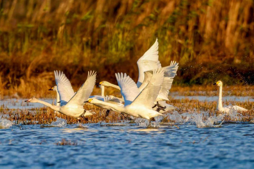 Thousands of tundra swans grace Hunan's Donggu Lake for the winter