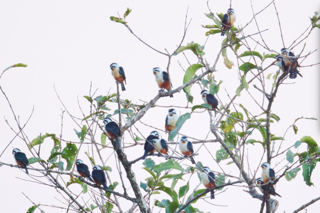 Photographer captures record 17 collared falconets in Yunnan