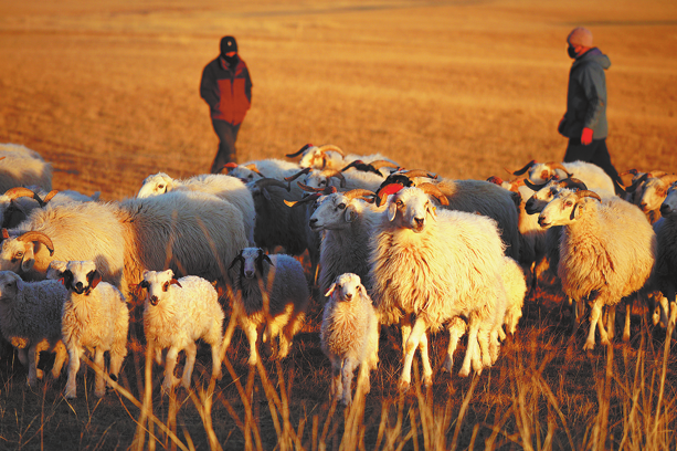 Study shows how moderate grazing boosts grassland productivity