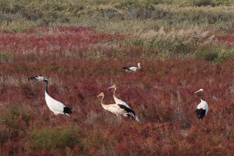 Wetlands of Yellow River estuary, a paradise for birds