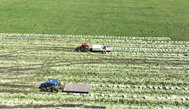 Zhangye baby cabbage boosts Gansu brand