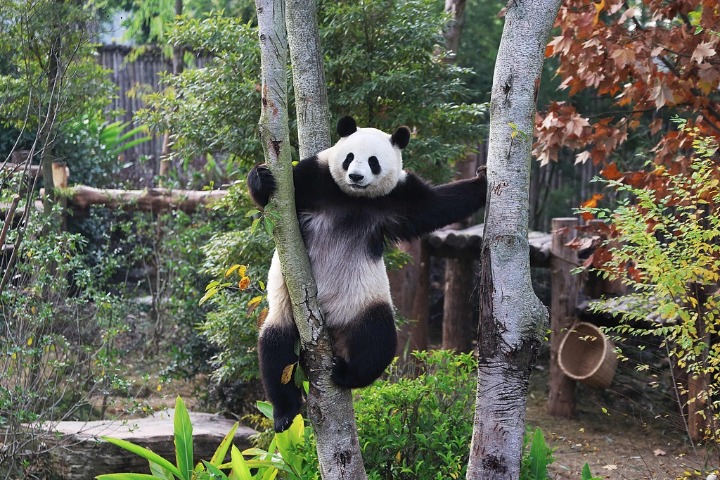 Where can I see giant pandas in China?