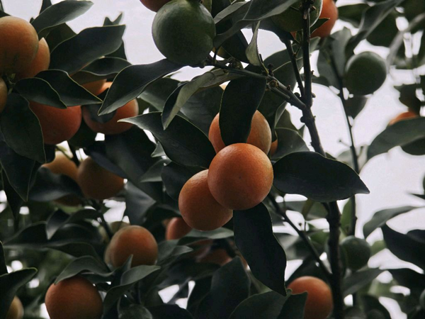 Yangshuo kumquat drives rural vitalization