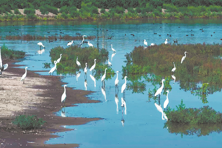 Where mist meets birdsong