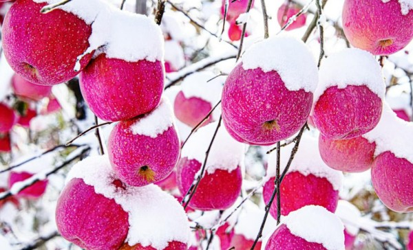 Shandong cultivates new apple variety to boost sales