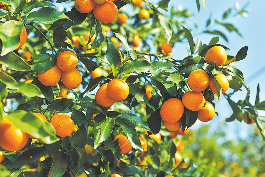 Kumquats bear fruit for rural county