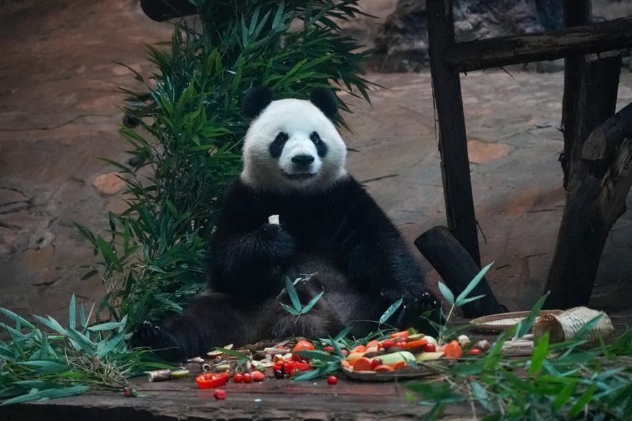 Locajoy Theme Park celebrates New Year and pandas with unique feast