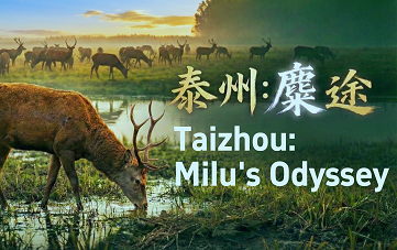 Taizhou: Milu's Odyssey