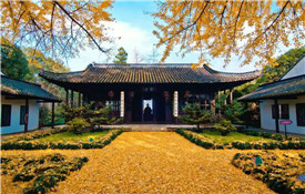 Yangzhou carpeted with ginkgo foliage