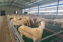 Tech-driven sheep farming empowers rural vitalization