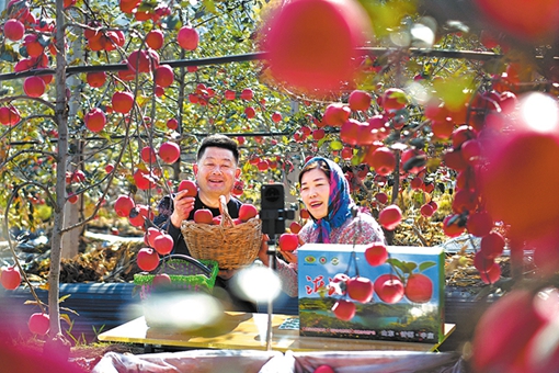 Shandong apple pickers find new fame as influencers