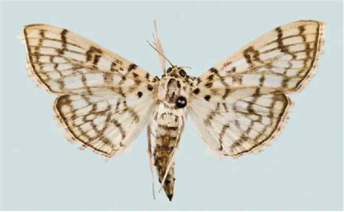 New moth species discovered on Taishan Mountain