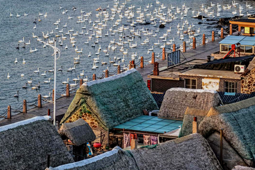 Birdwatching boosts economy in Shandong