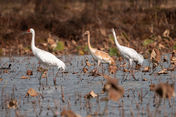 Rare Siberian cranes spotted again in Yuhang