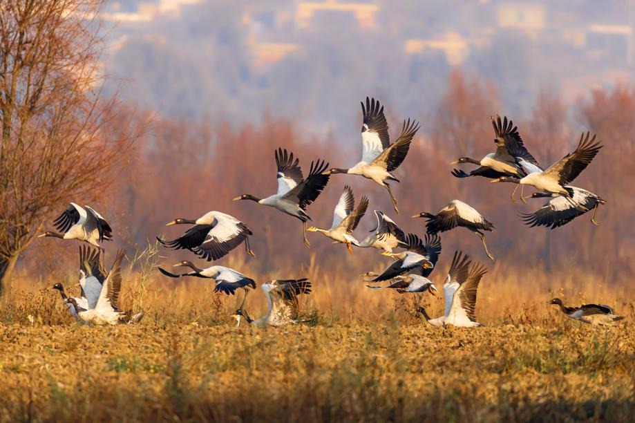 Record number of black-necked cranes arrive at Guizhou's nature reserve
