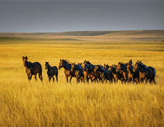 A photographer's lens reveals the spirit of horses