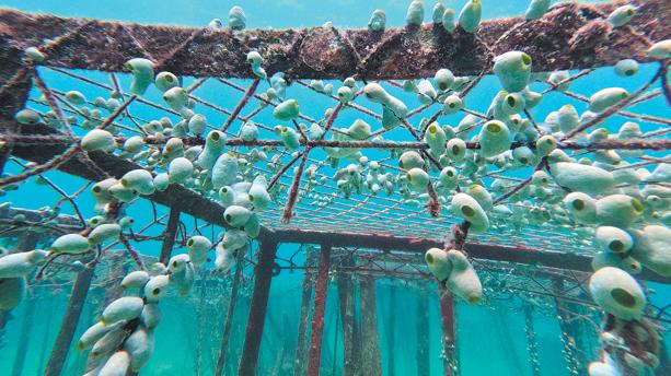 China helps Indonesia restore its coral reefs