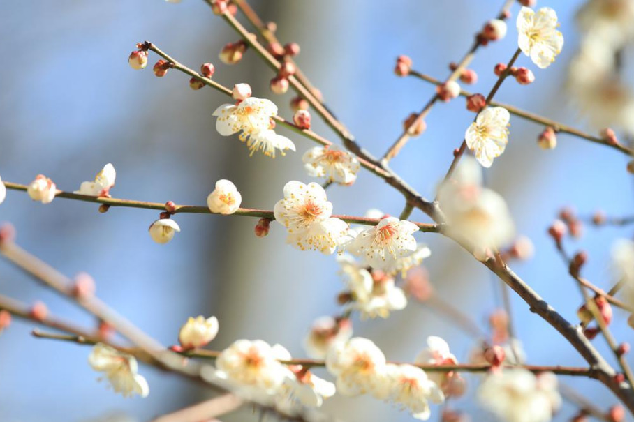 Yunnan's white plum blossoms create a cozy counter to the seasonal chill