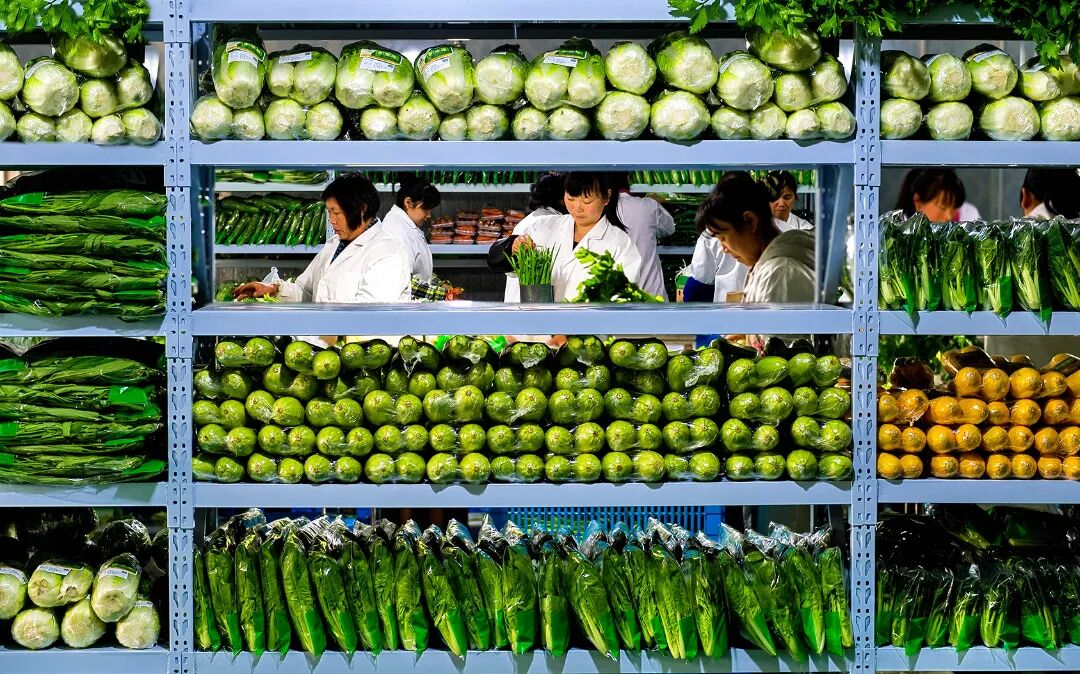 Organic farm in Taizhou delivers fresh, premium produce