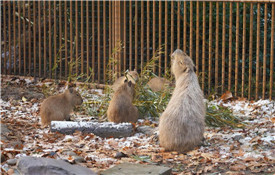 Yangzhou zoo shelters animals from winter cold
