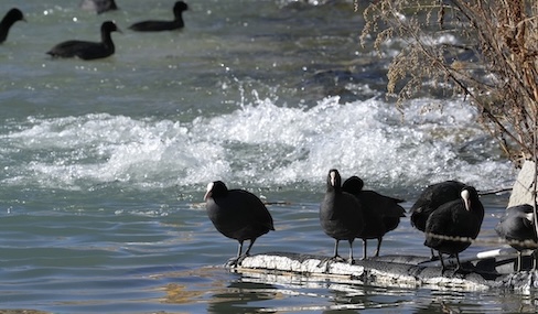 Lhalu Wetland becomes winter haven for migratory birds