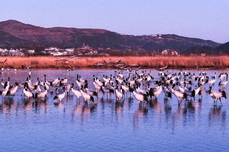 China revises nature reserve regulations to enhance conservation, strengthen management