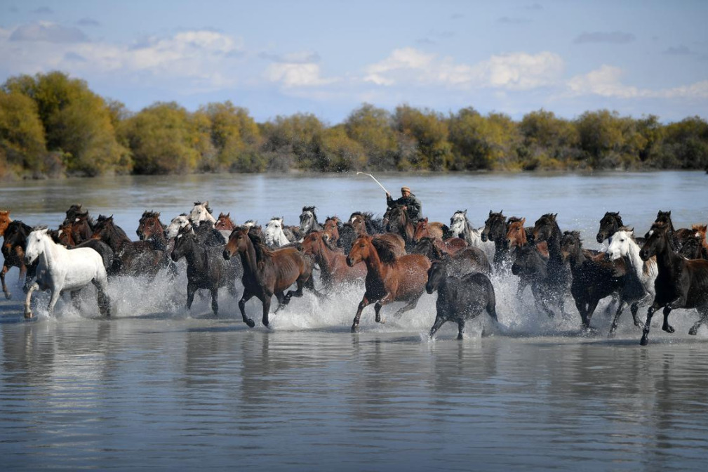 Xinjiang's horse industry gallops with culture and tourism integration