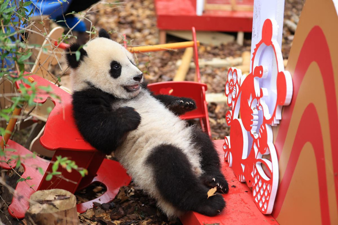 30 panda cubs born in 2025 debut to send Spring Festival greetings