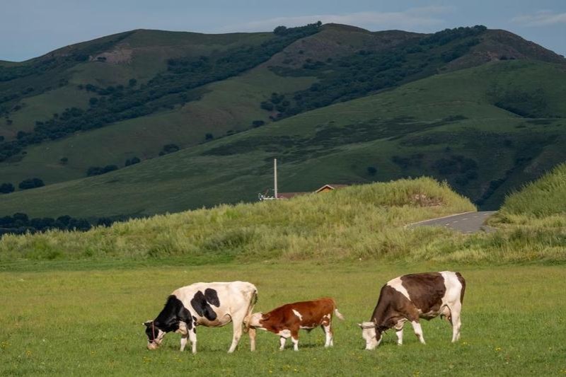 Innovative silage a livestock biz boost