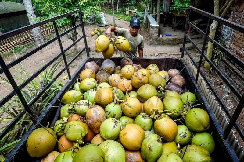 China's Hainan FTP sees coconut import growth in 2025