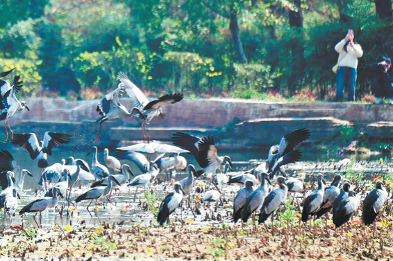 China's wetland conservation drive pays off