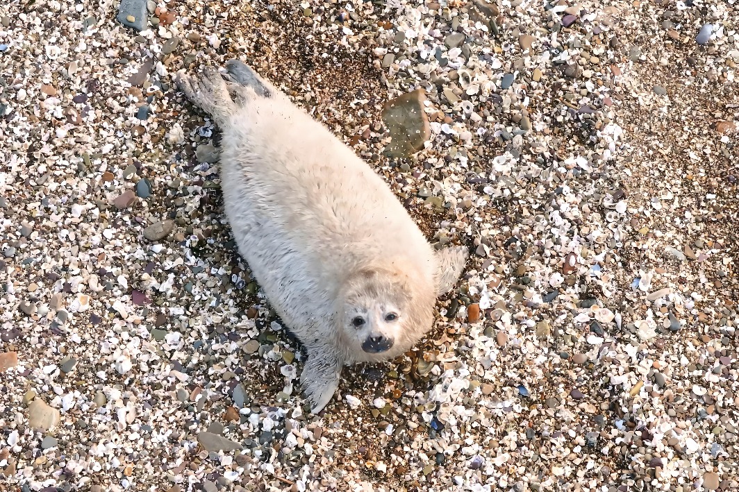 Spotted seals seen giving birth on land for the first time in China