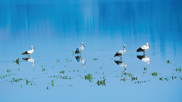 Sustained efforts supercharge flyway routes