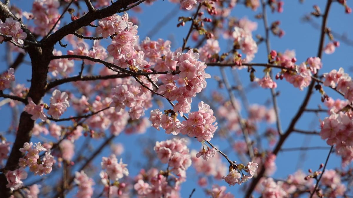 Winter cherry blossoms create unexpected spectacles