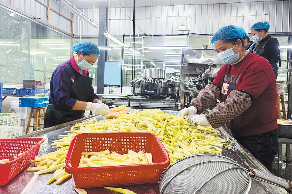 Under-forest industry grows as economic pillar in Hunan